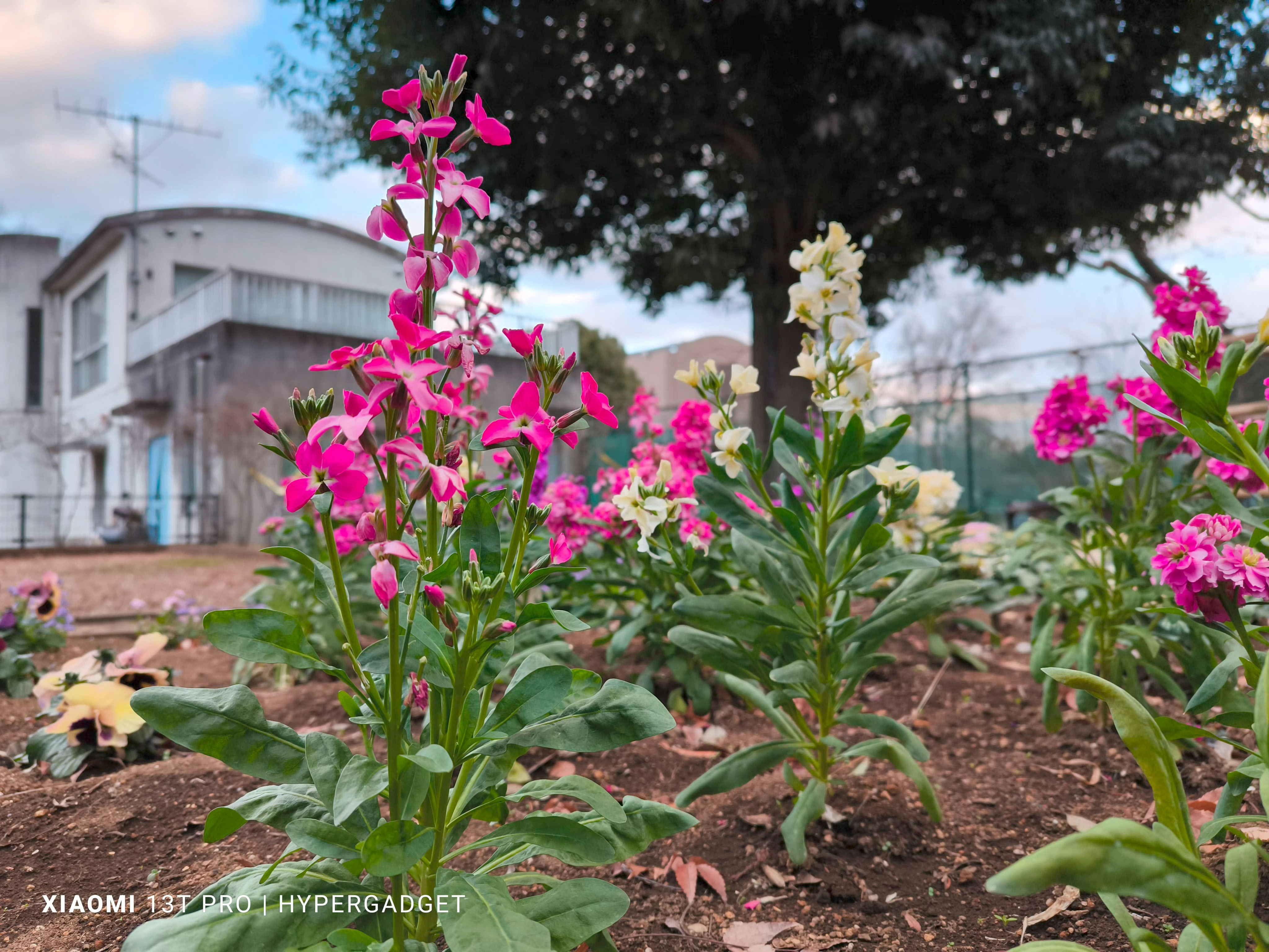 ピンクと白の花2
