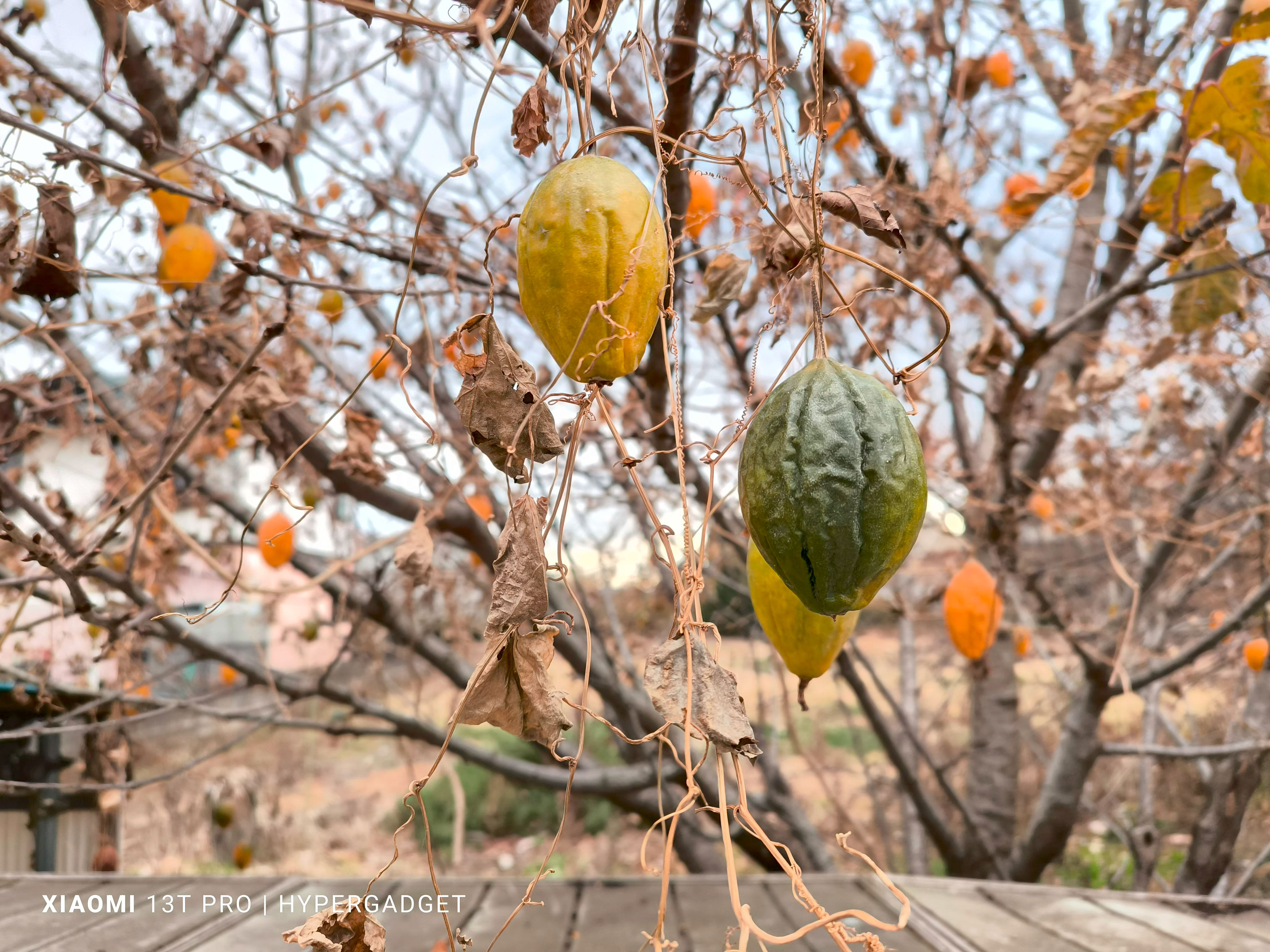 かぼちゃのような実2