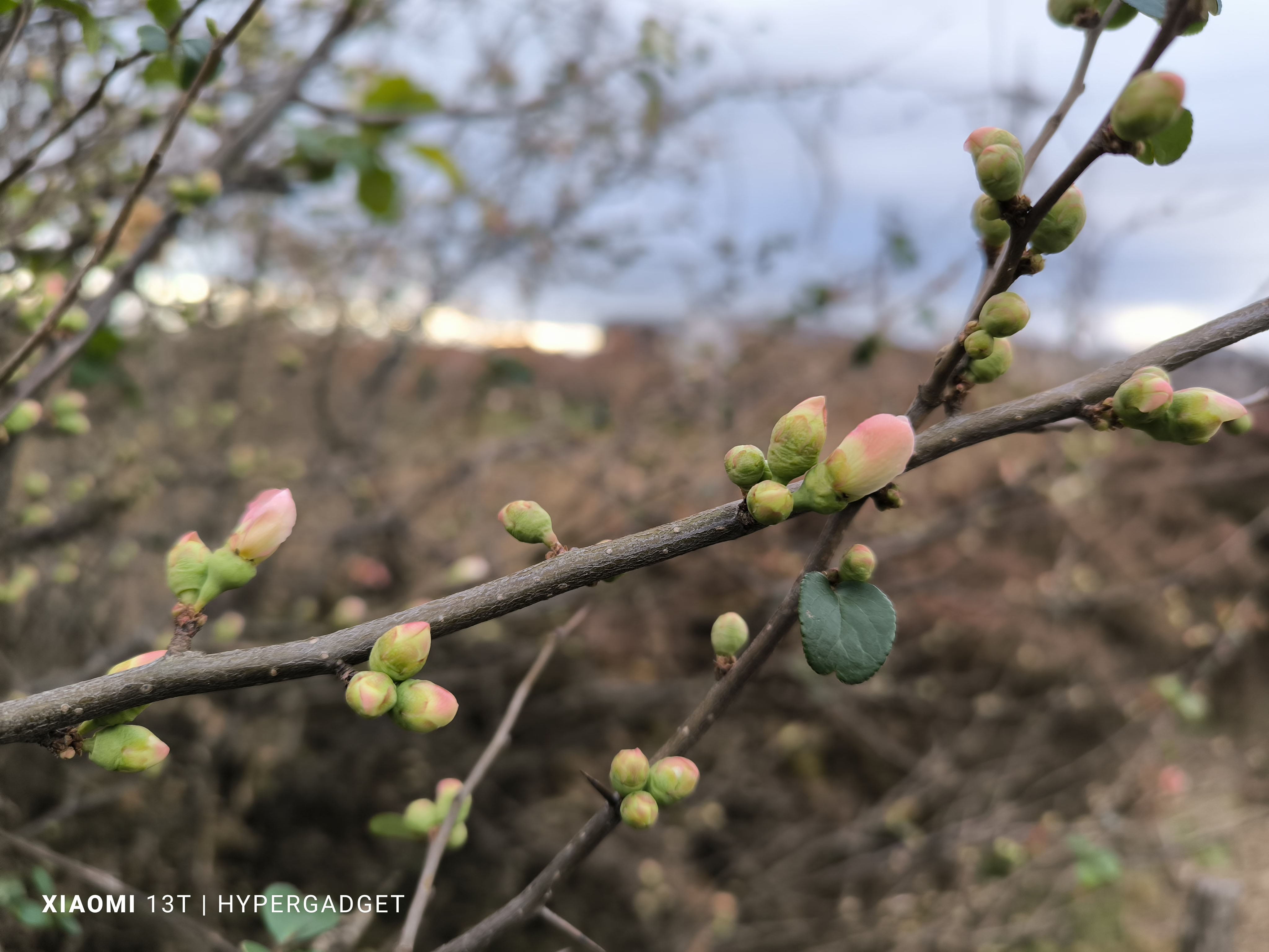 ピンクのつぼみ1