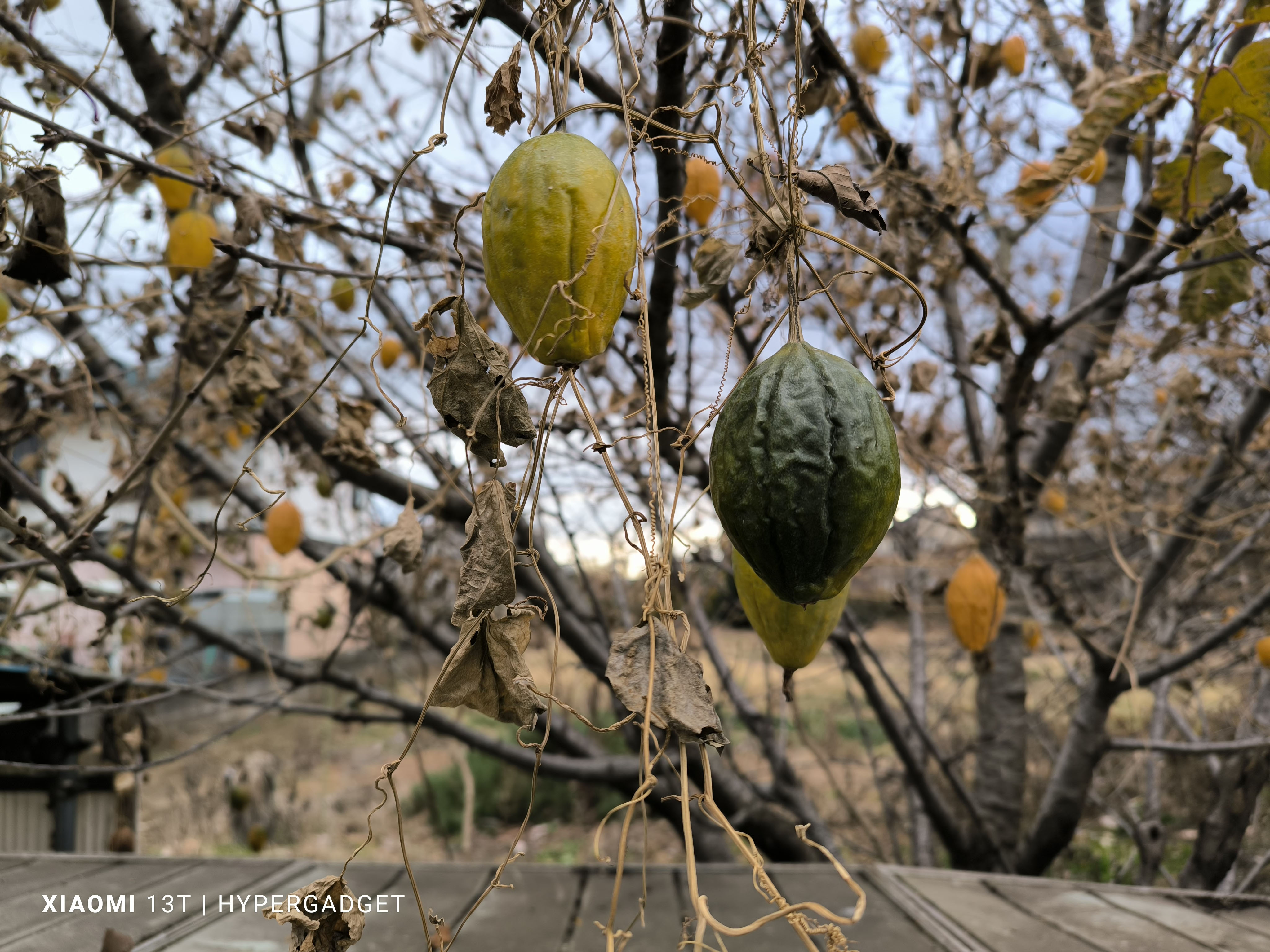 かぼちゃのような実1