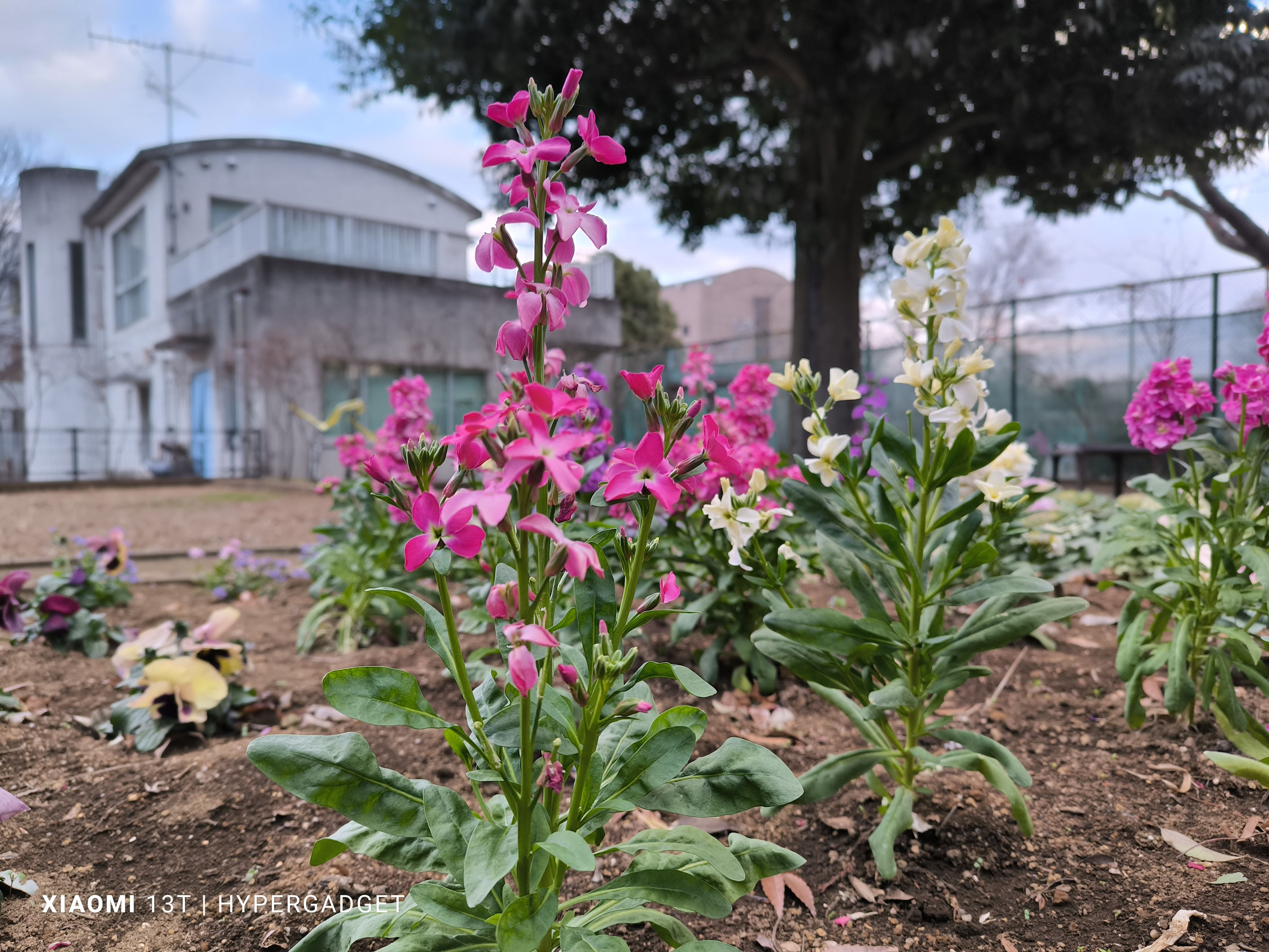 ピンクと白の花1