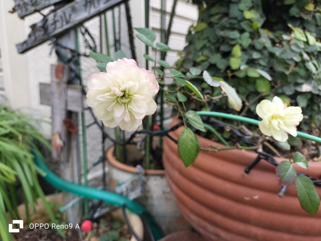 薄い白い花1
