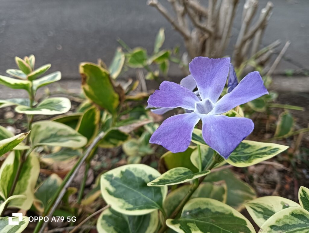 紫の花2