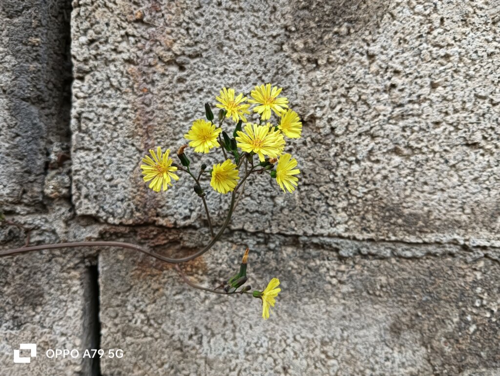 塀と黄色い花2