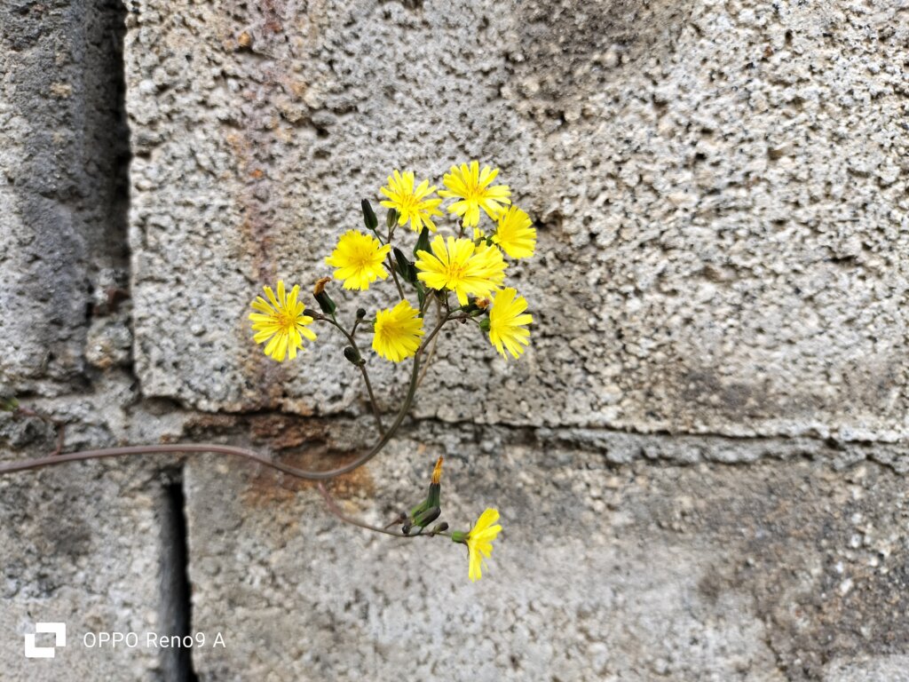 塀と黄色い花1