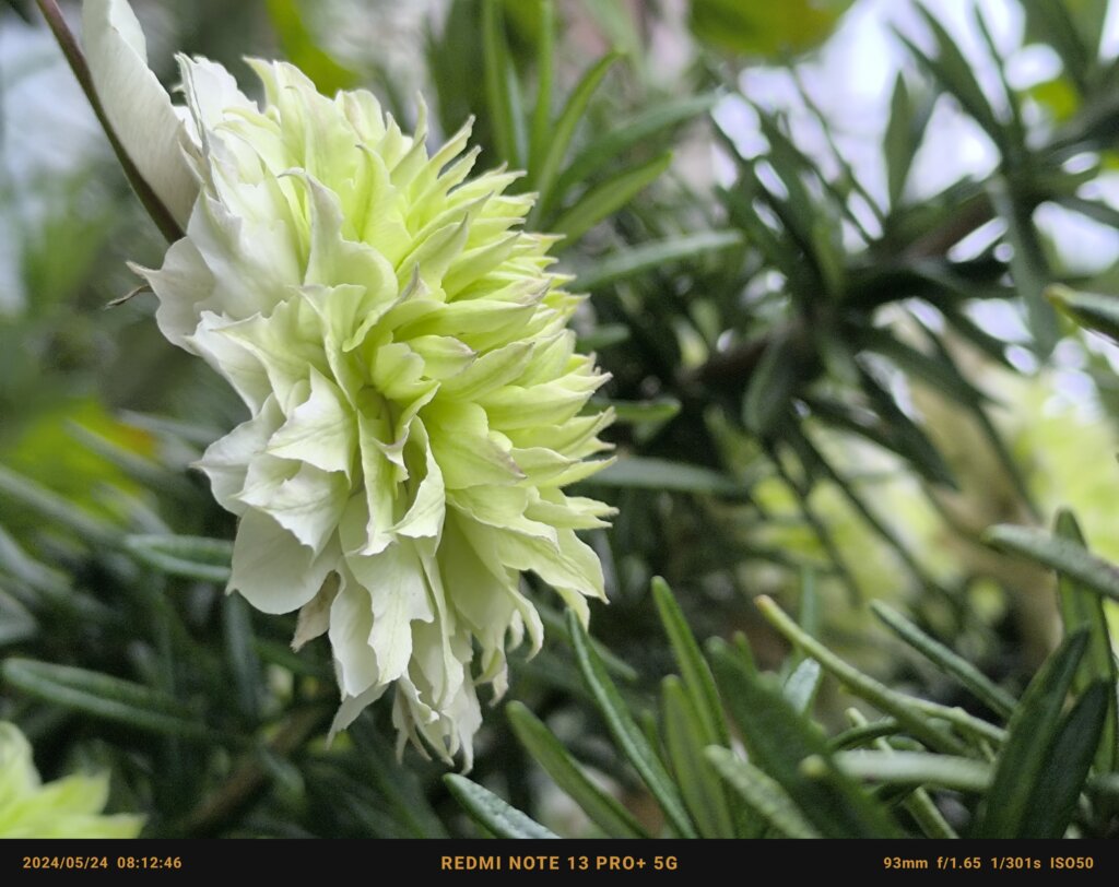 白緑の花