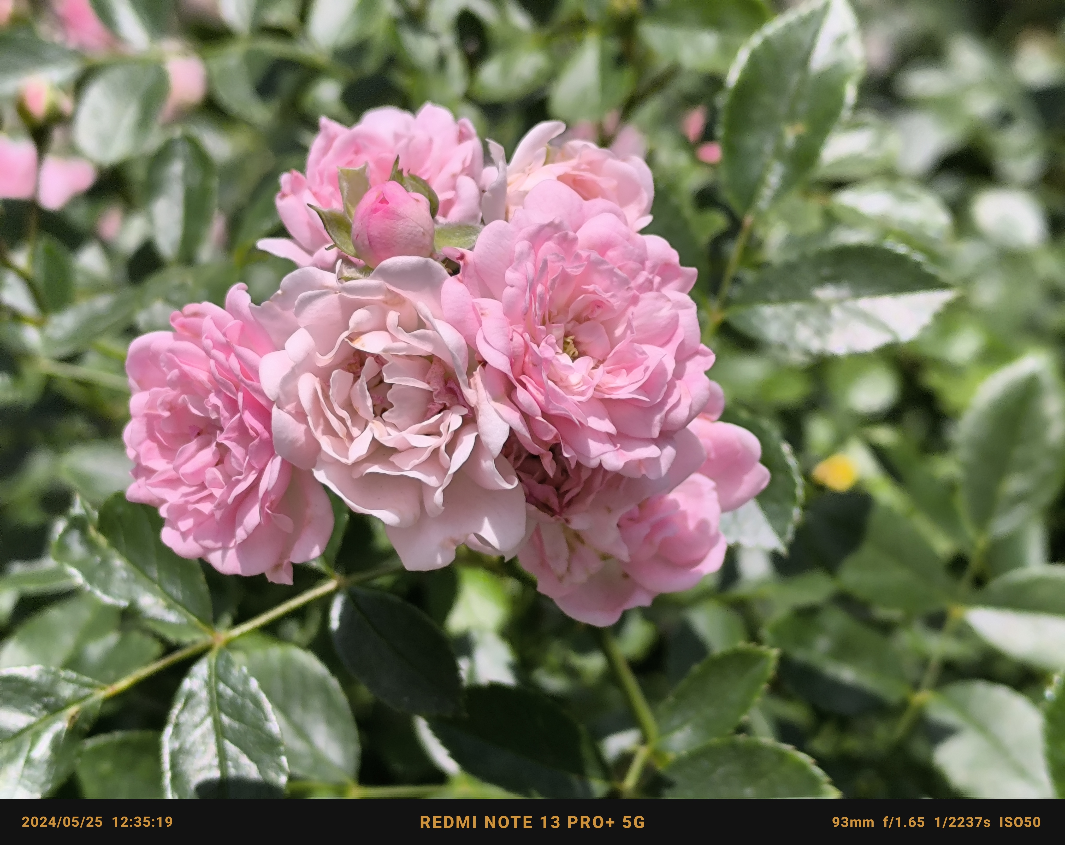 薄いピンクの花2