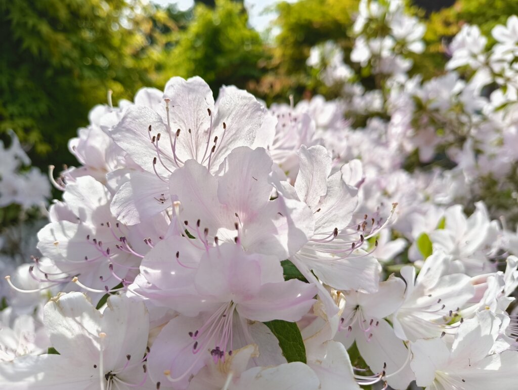 白く明るい花
