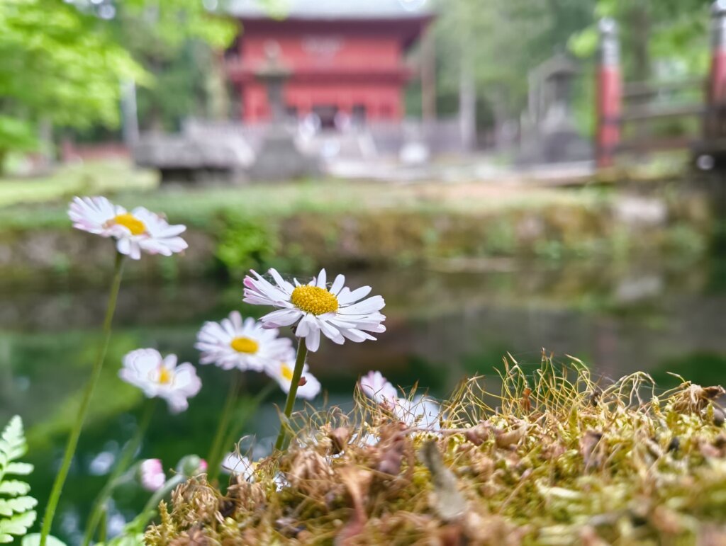 白い花と池
