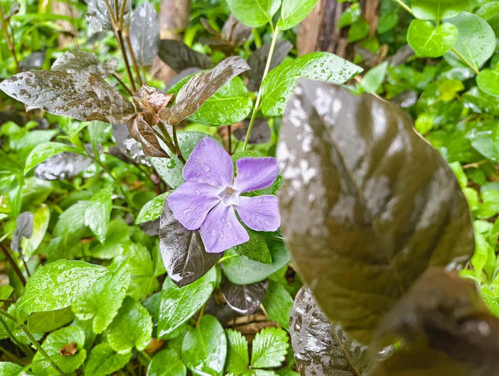 薄いムラサキの濡れた花