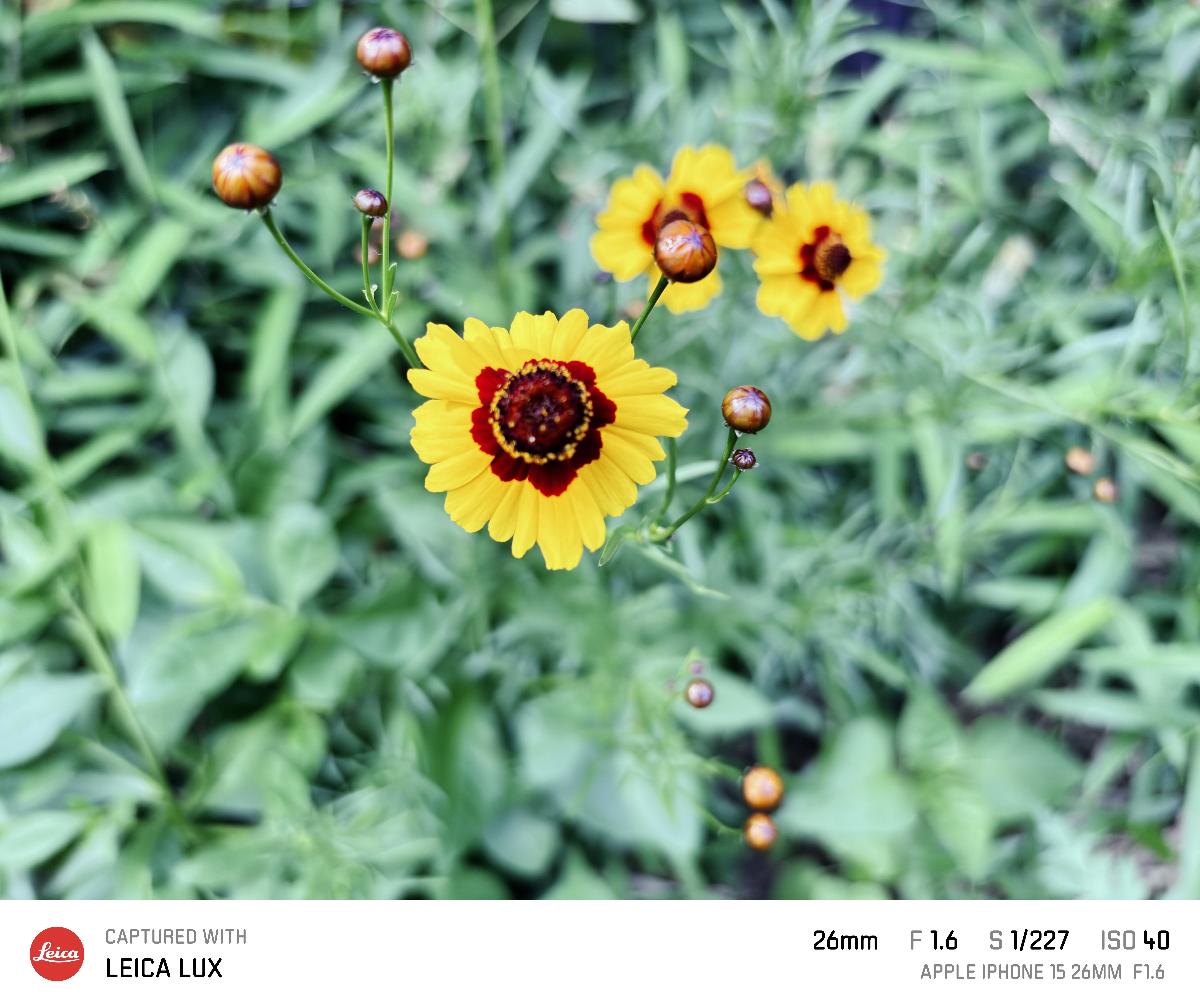 Leica LUX撮影7