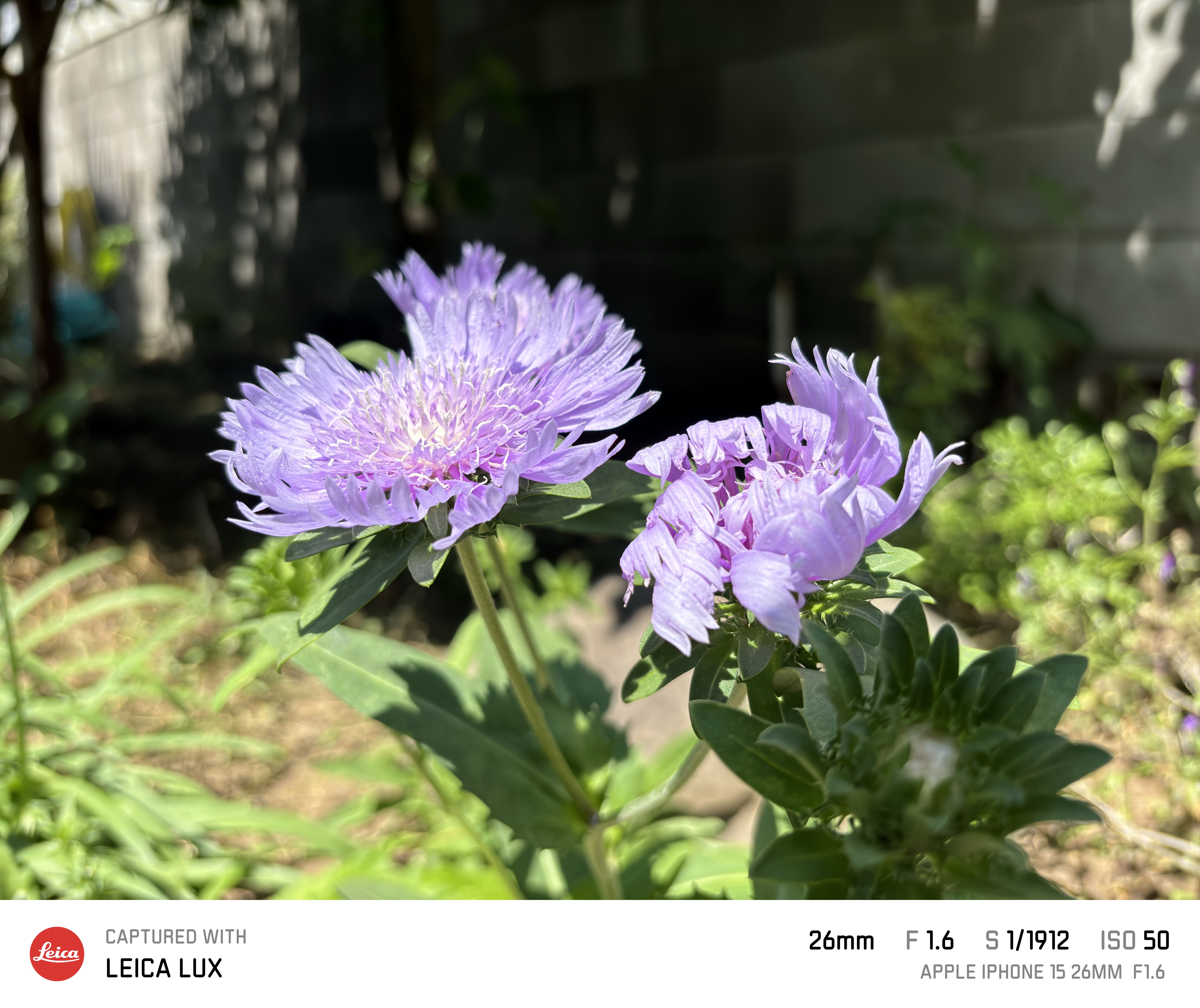 Leica LUX撮影10