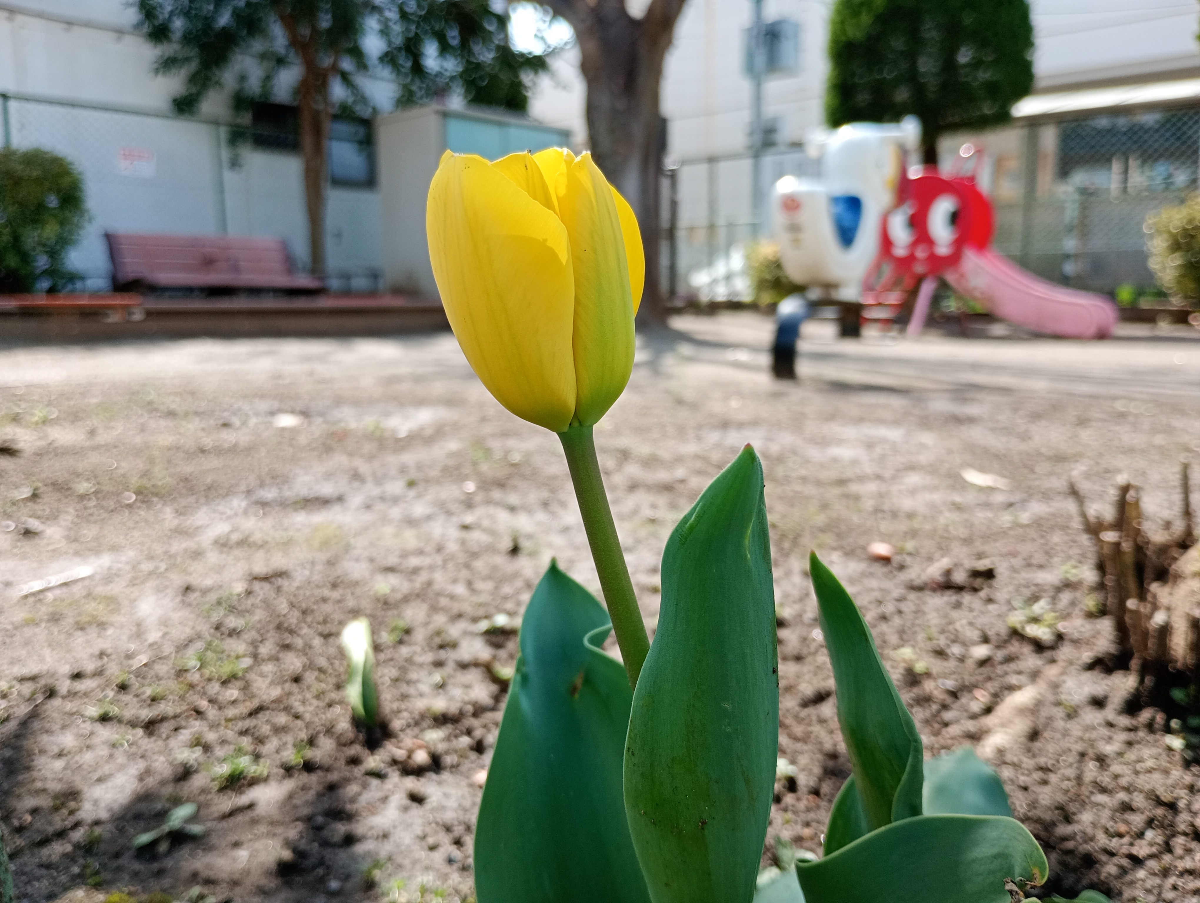 チューリップ（加工前）