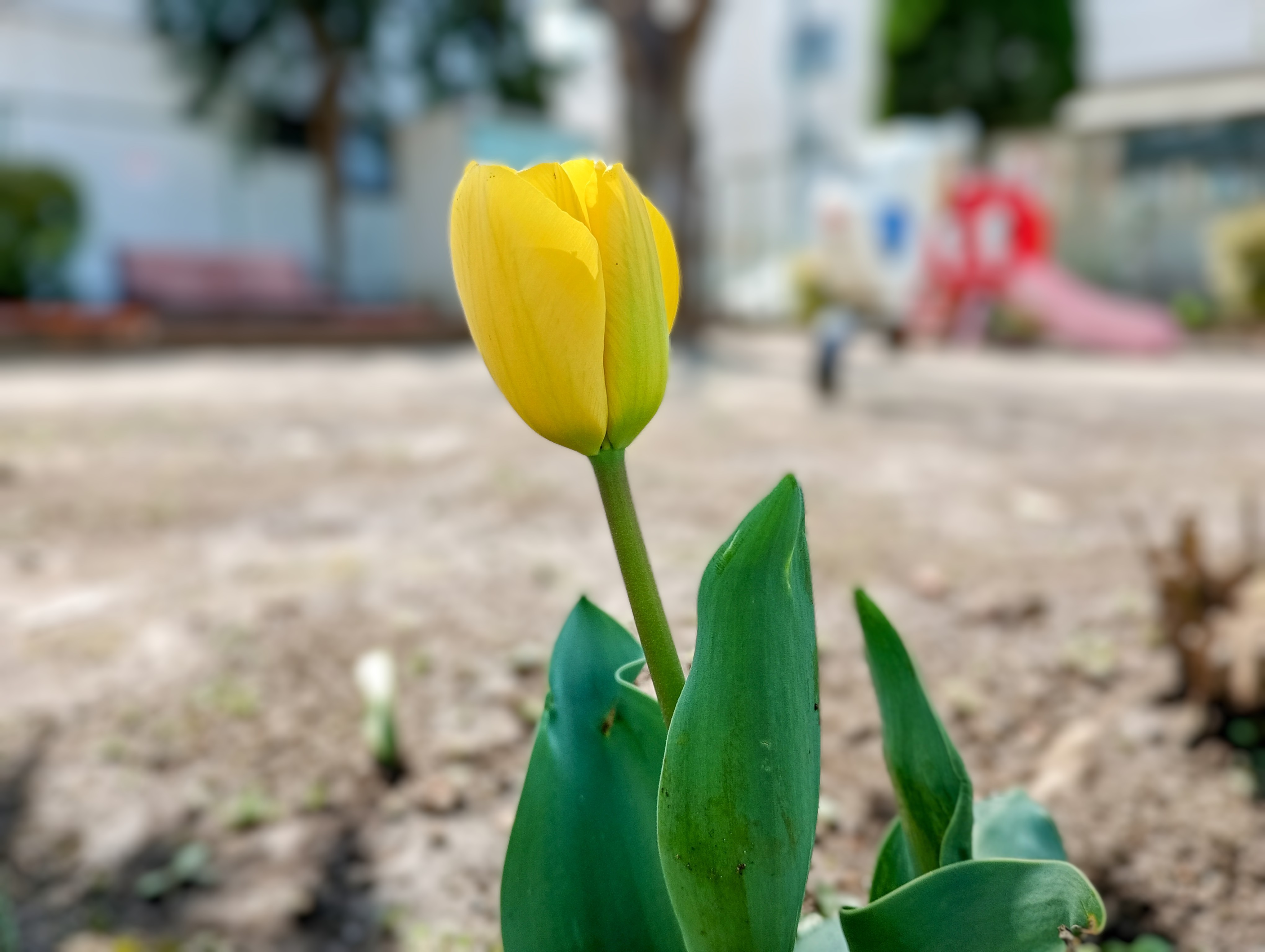 チューリップ加工後