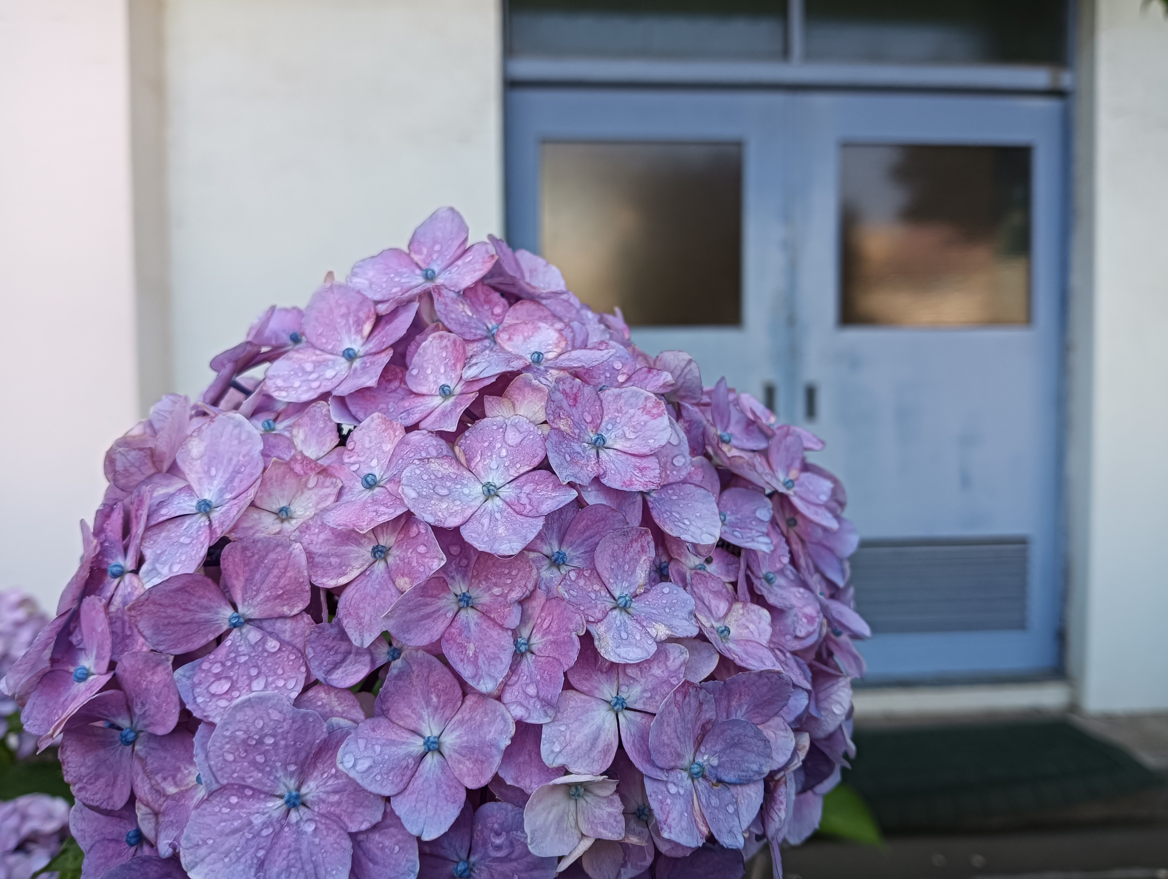 あじさい加工前