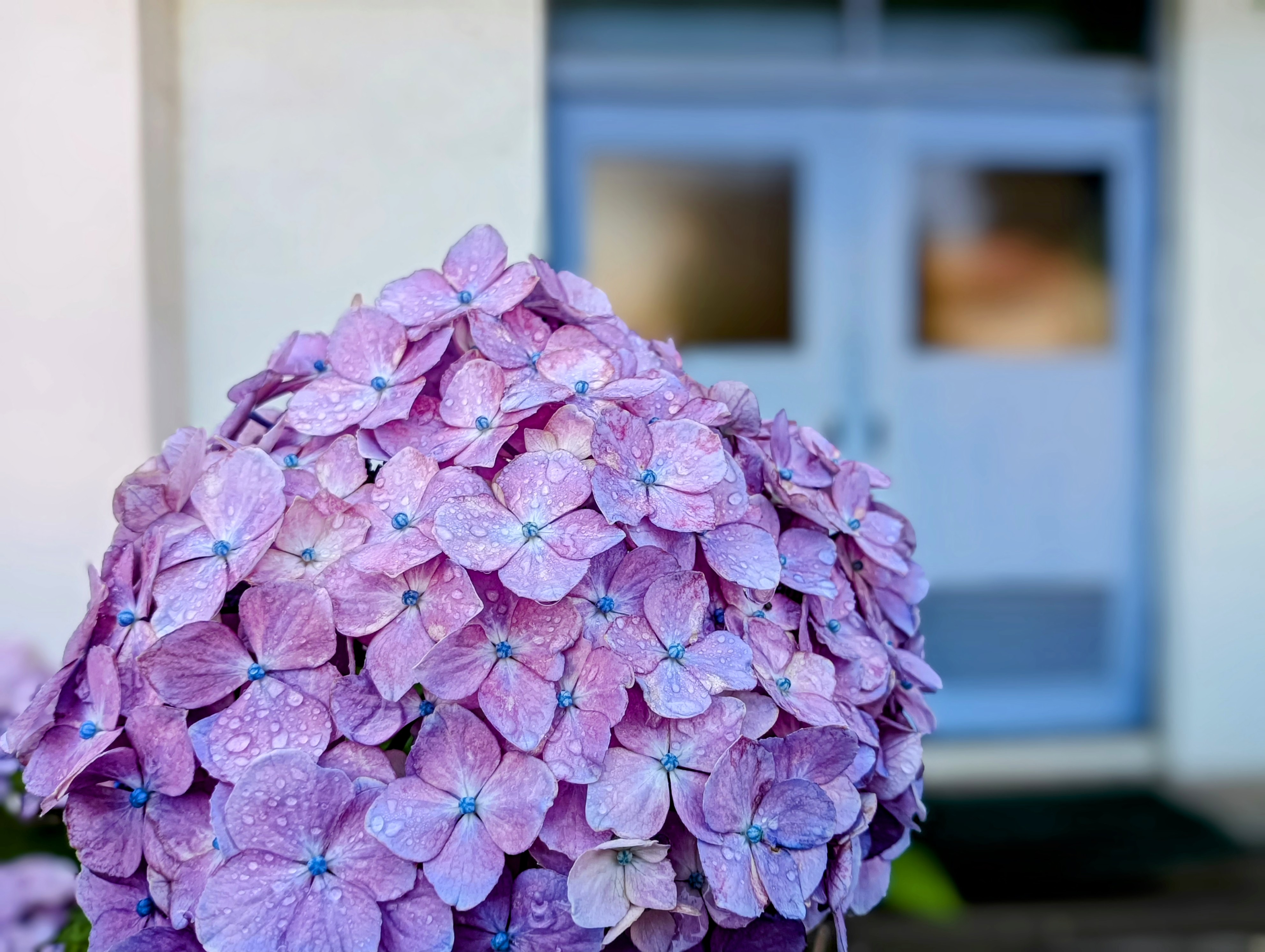 あじさい加工後