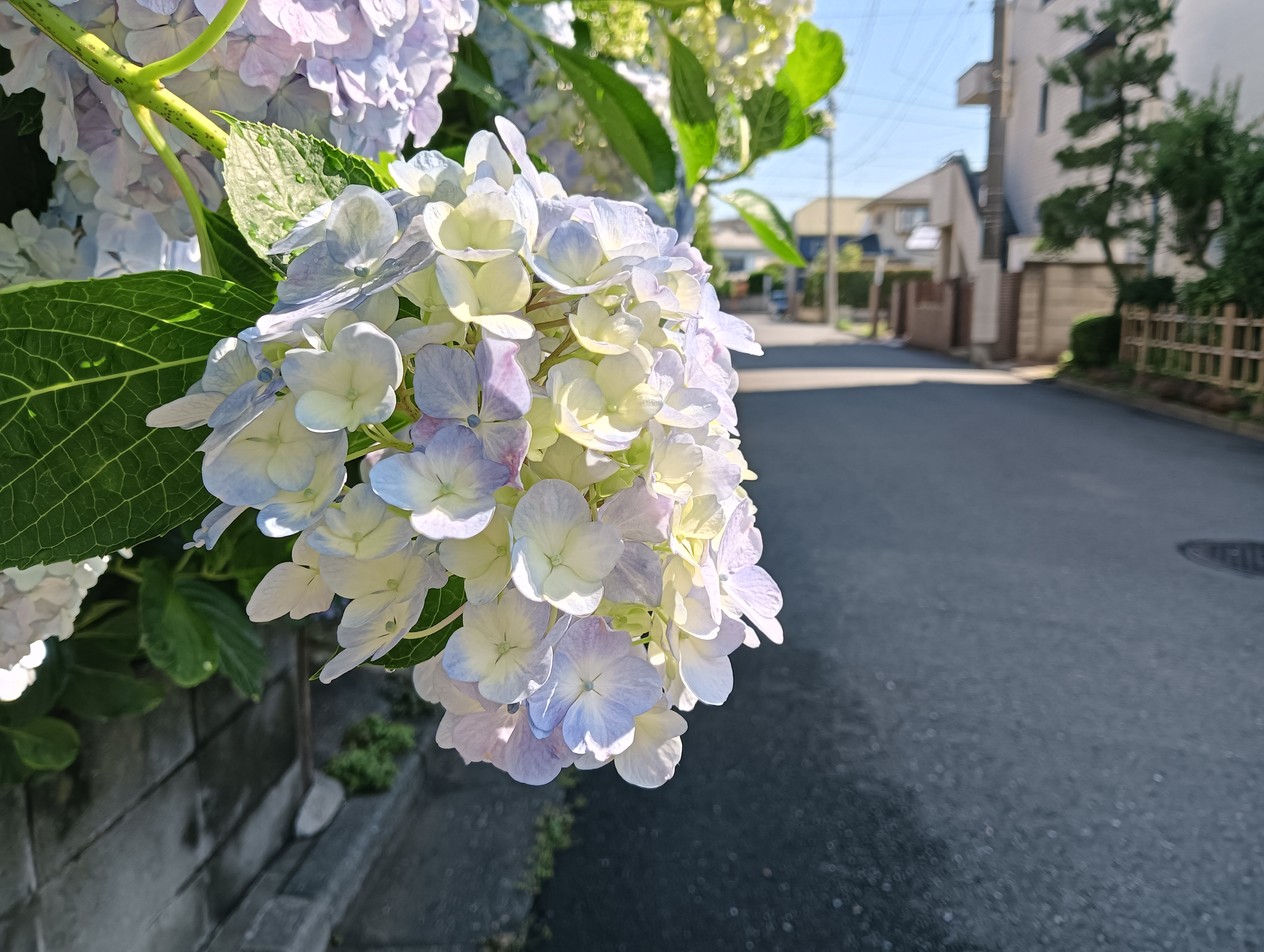 淡いあじさい加工前