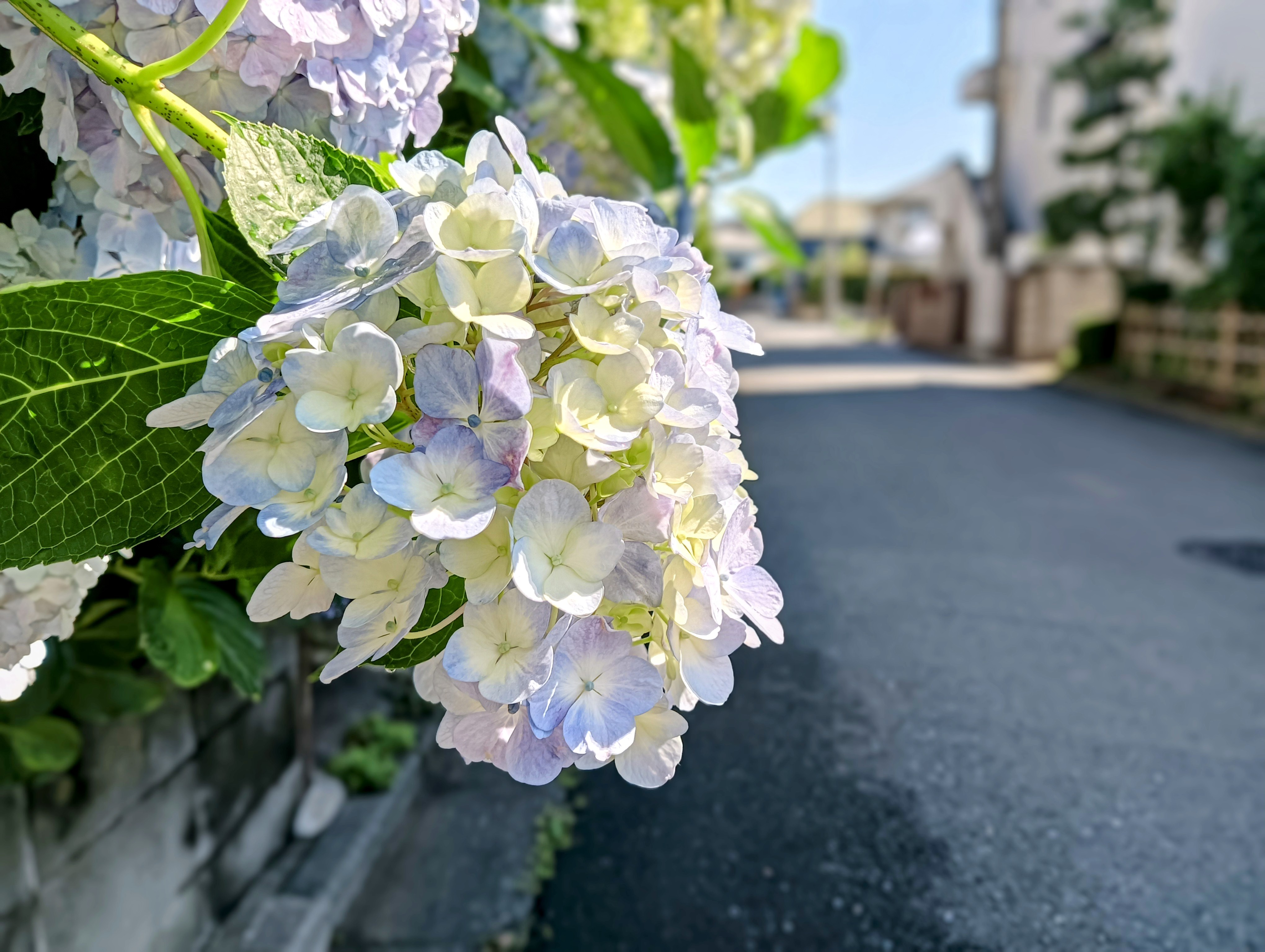 淡いあじさい加工後