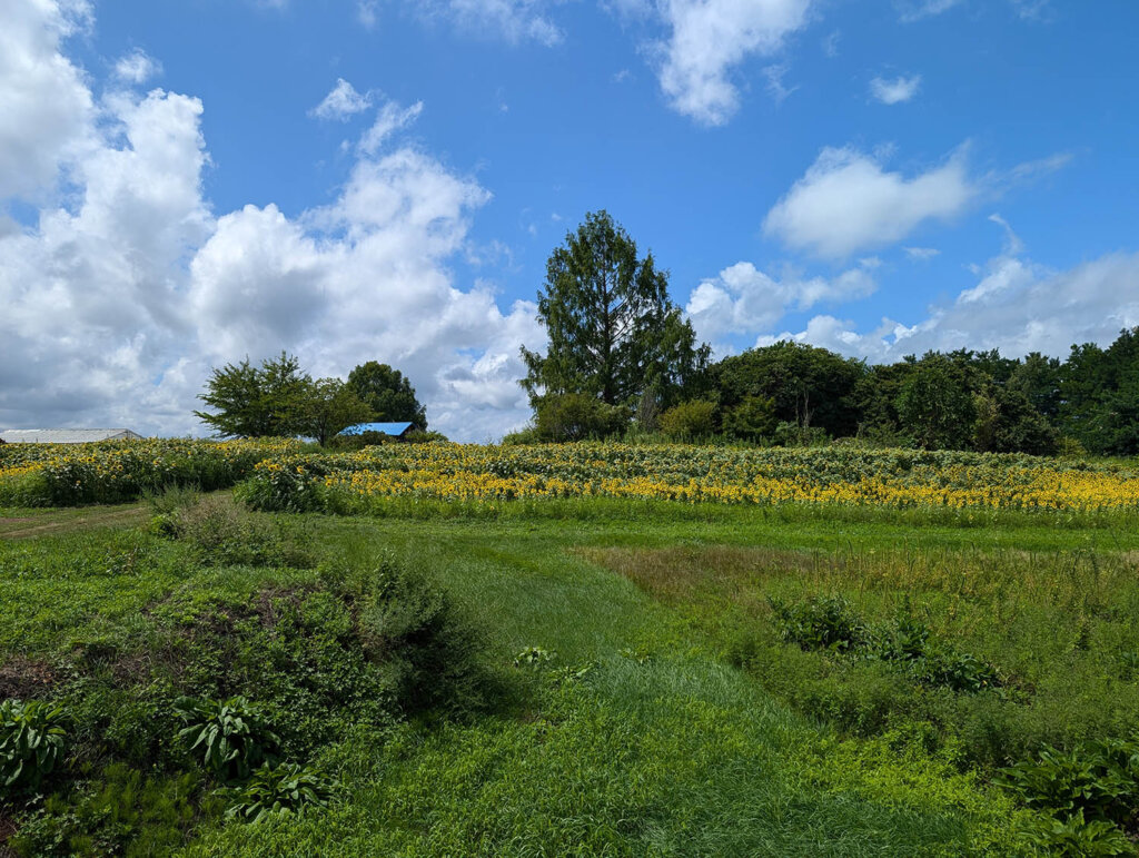 晴れた空