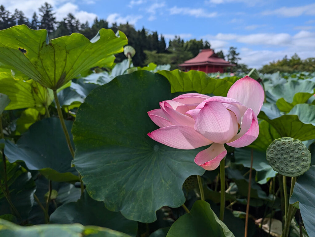 蓮の花