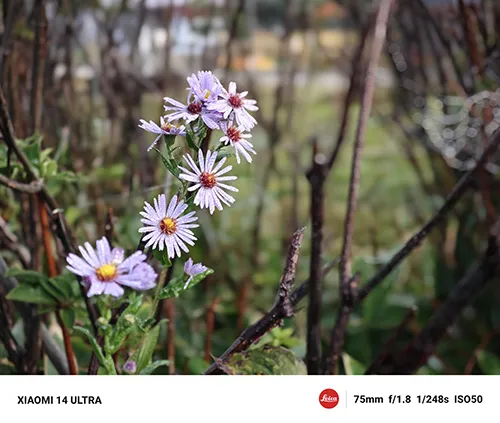 薄紫の花2