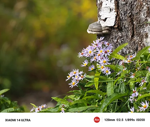 薄紫の花