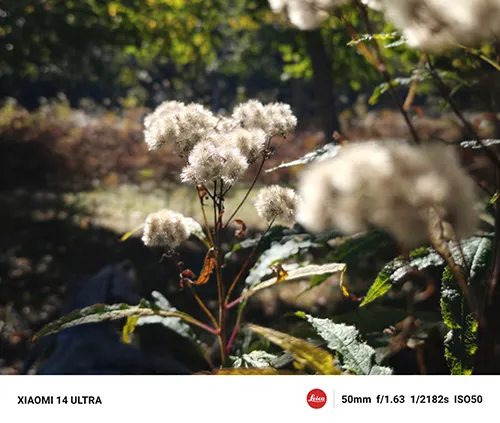 ふわふわの花