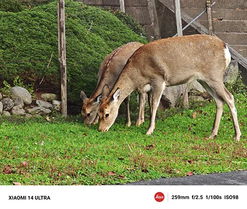 芝を食べる鹿さん