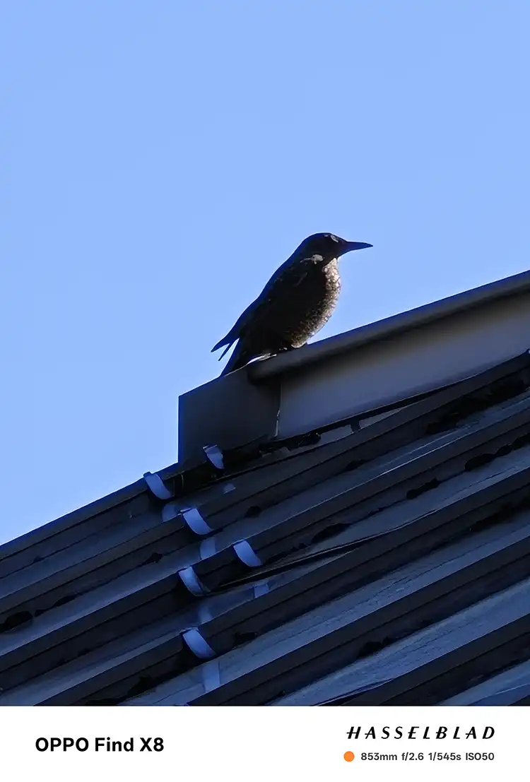 青空と鳥の影