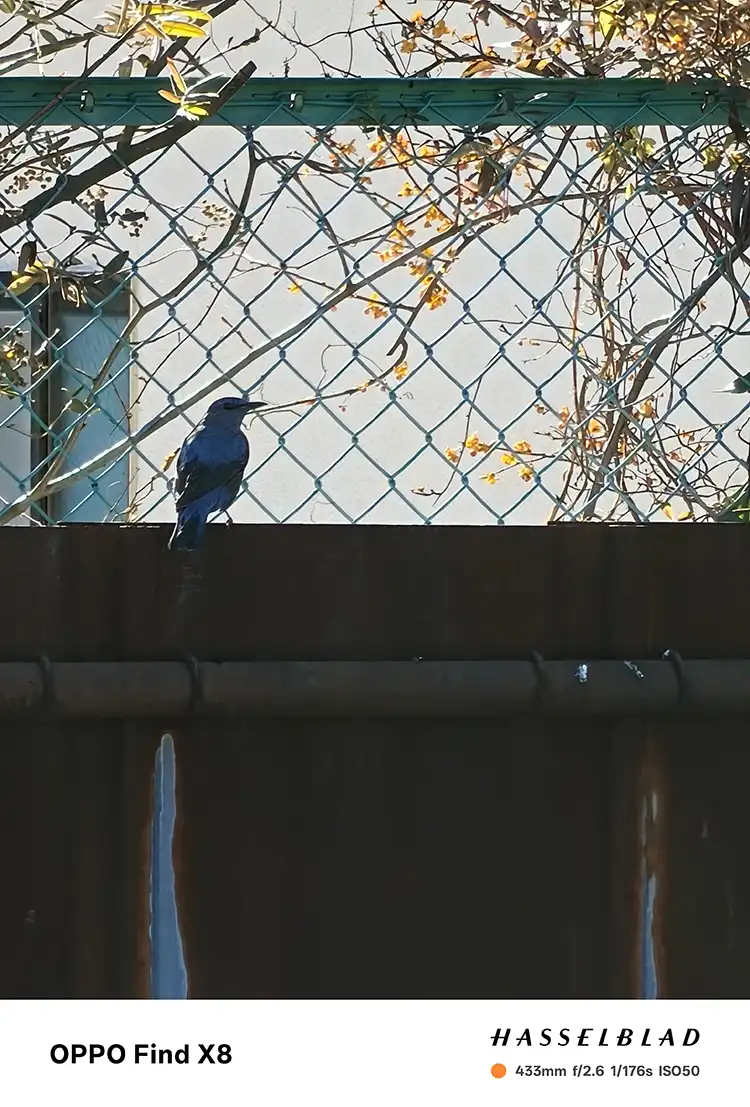 青い鳥の影