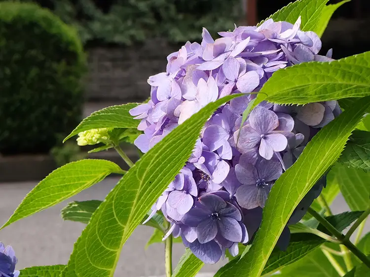 ムラサキのあじさい