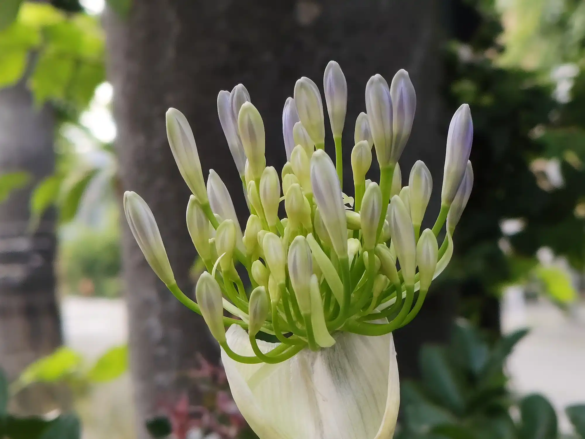 むらさきくんしらん