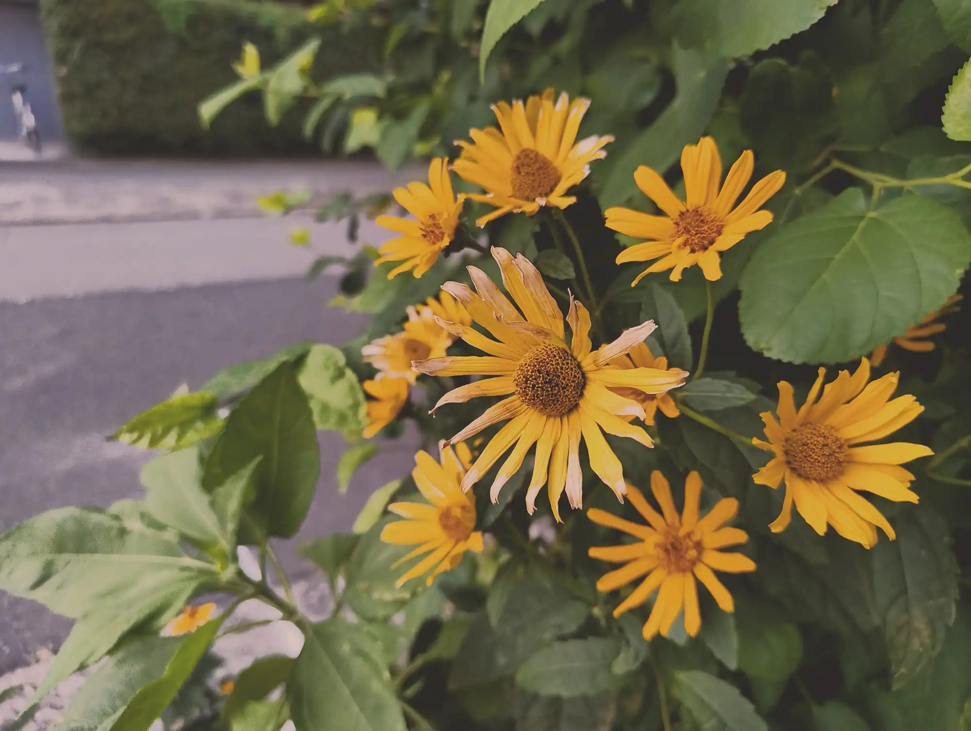 キクイモモドキ