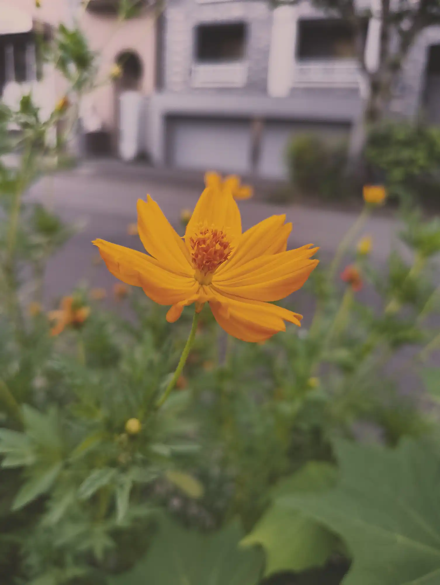 キバナコスモス1