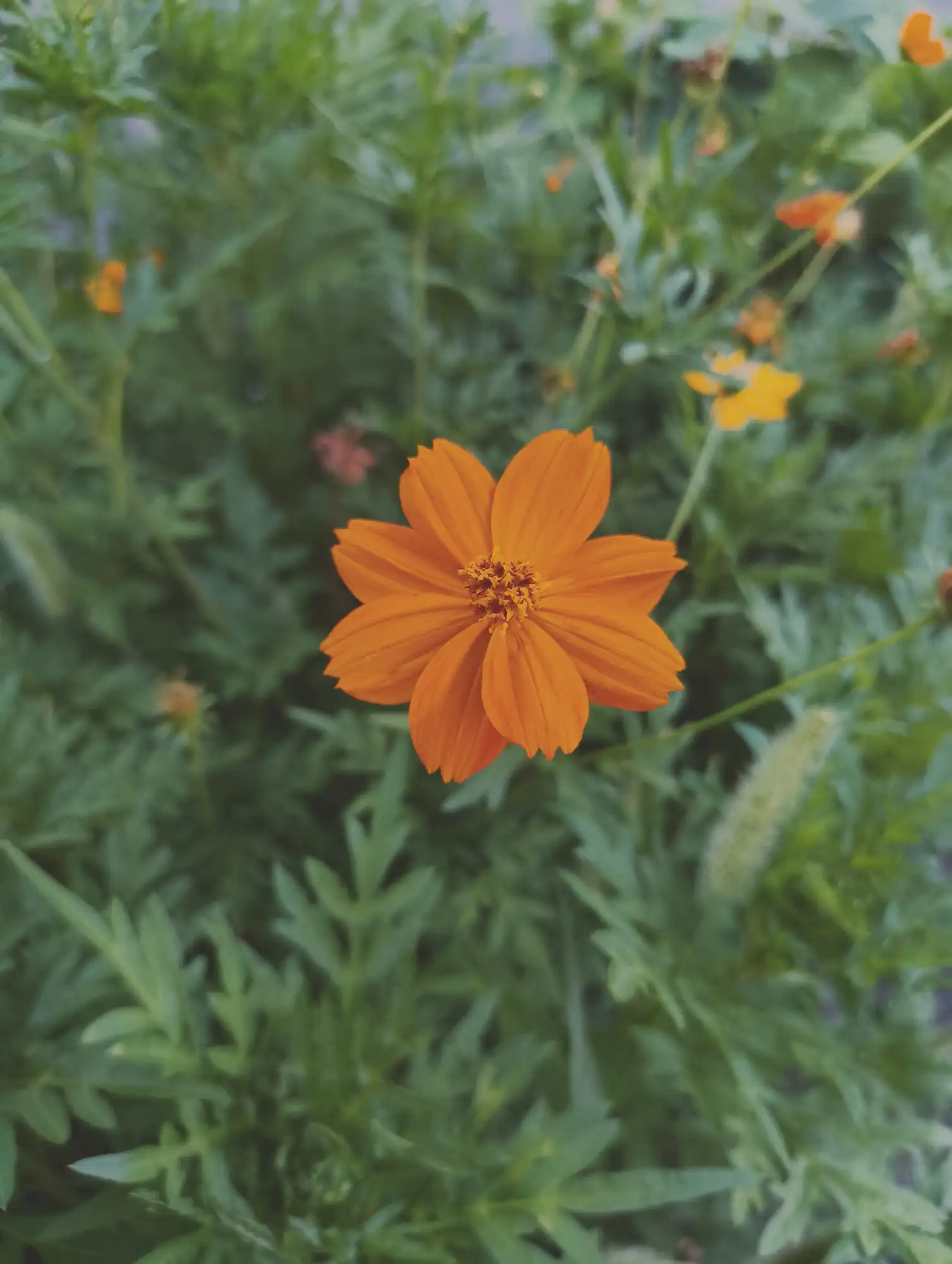 キバナコスモス2