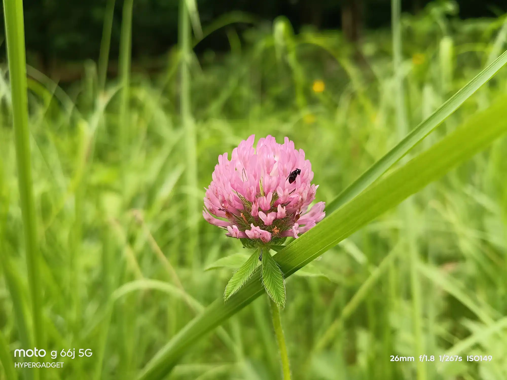 ムラサキツメクサ2