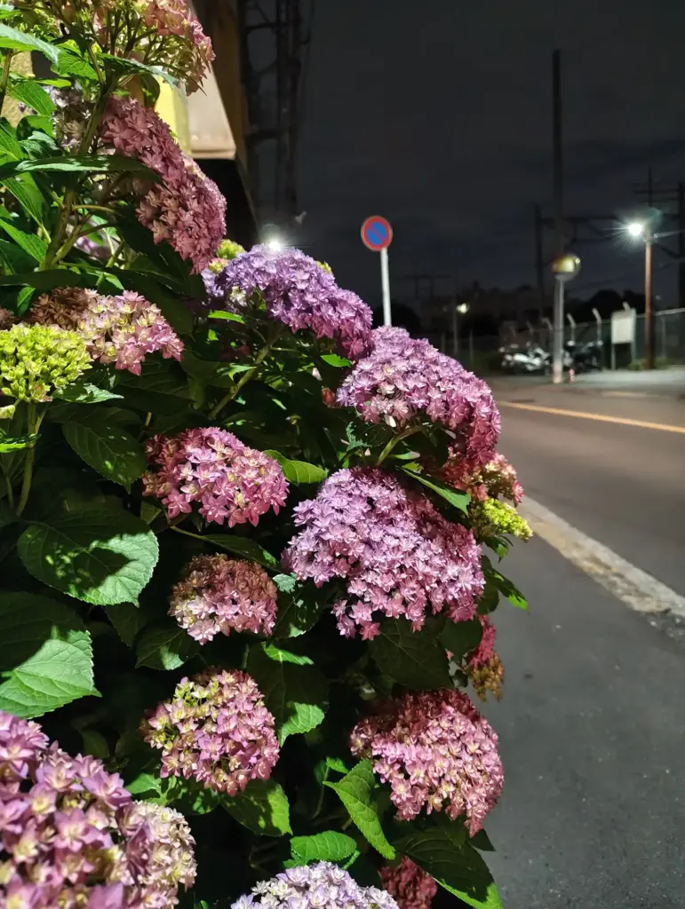 夜のあじさい