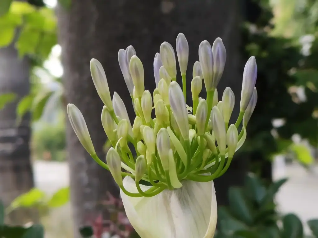 むらさきくんしらん