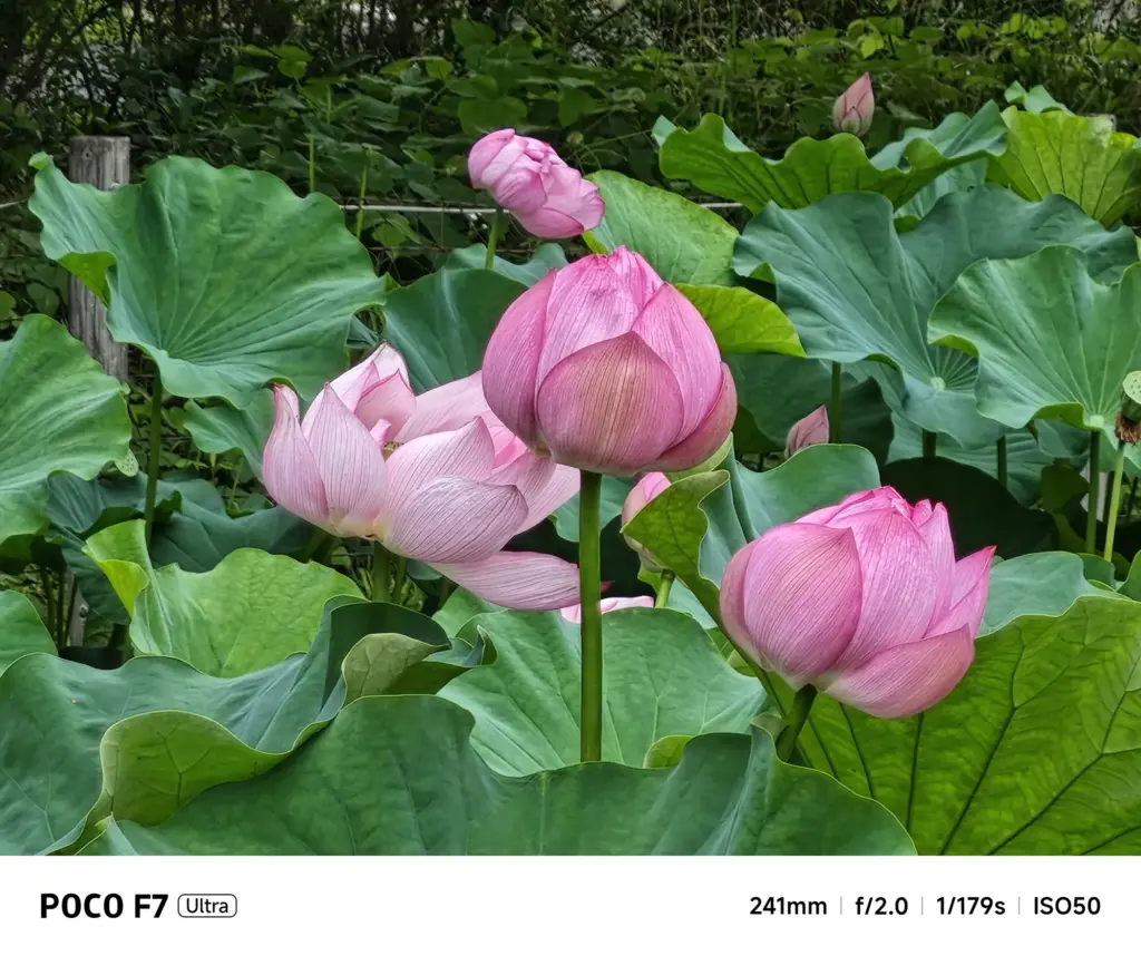 はすのはなズーム