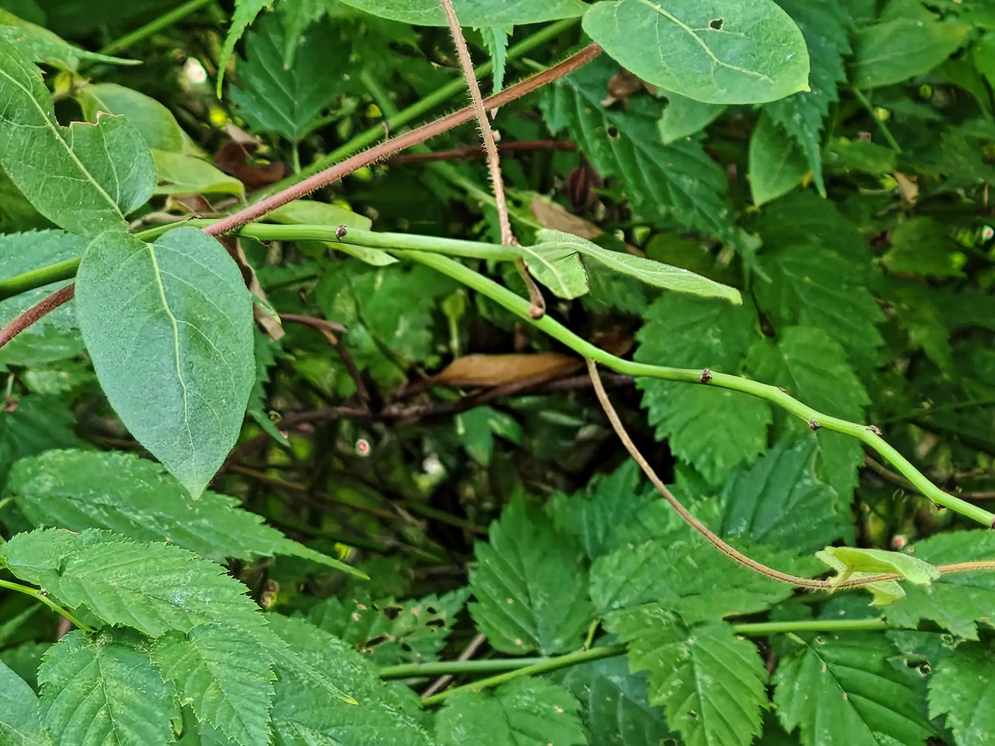 ちょうを消した後