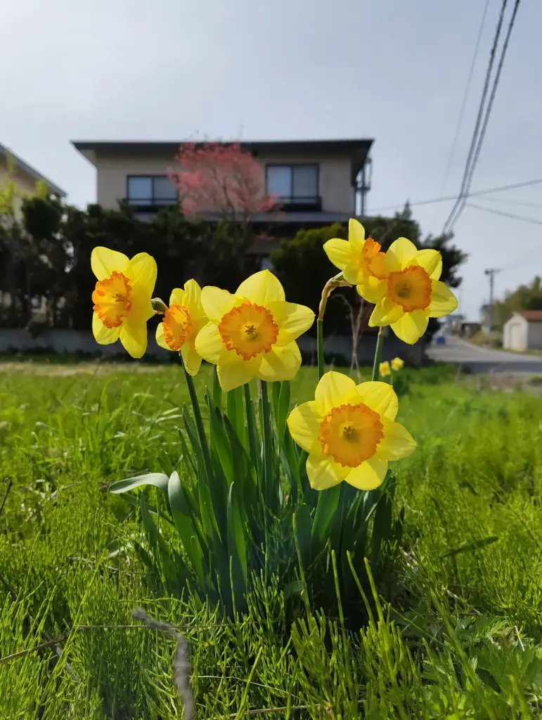 黄色い水仙