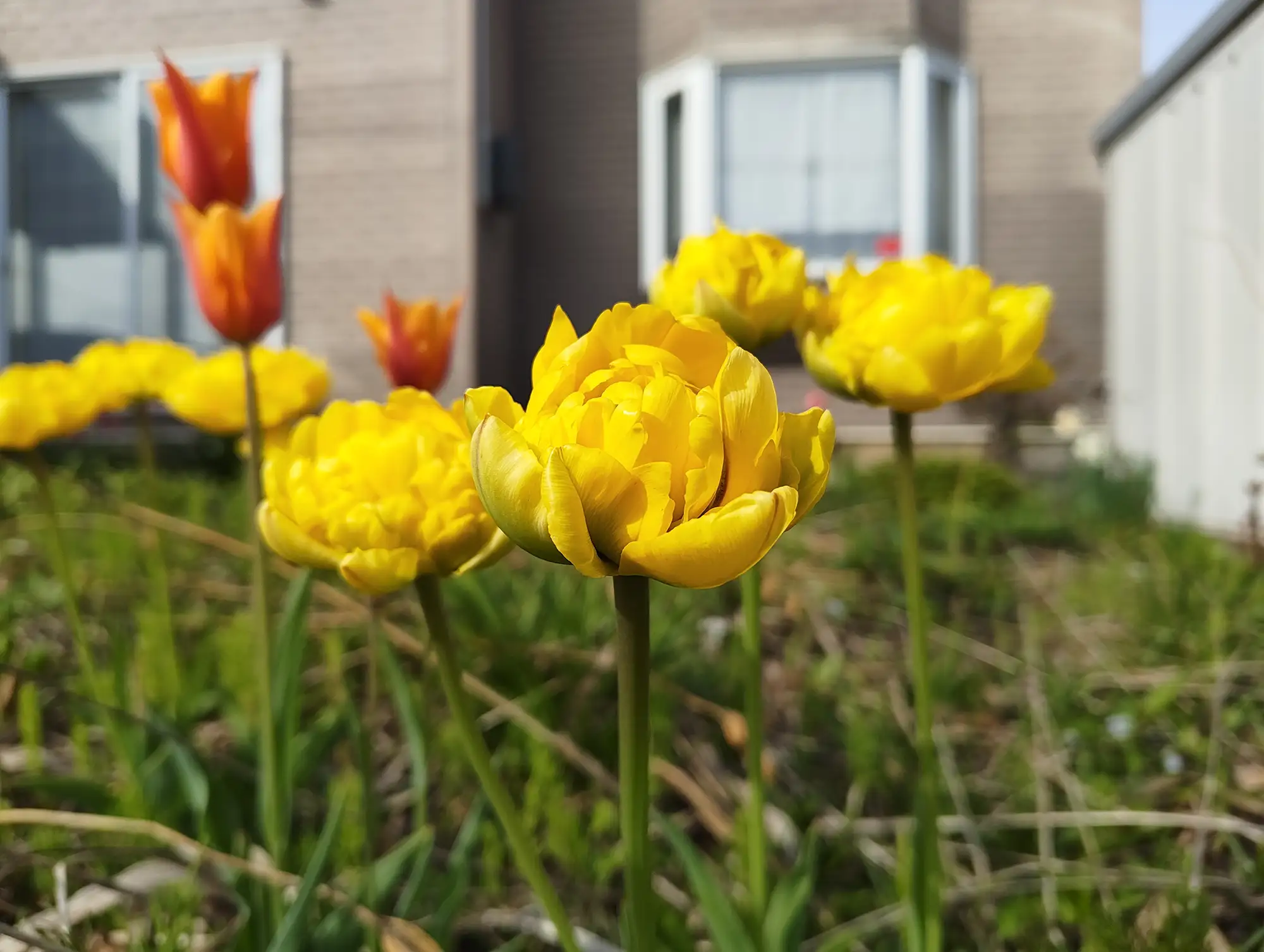 黄色いチューリップ