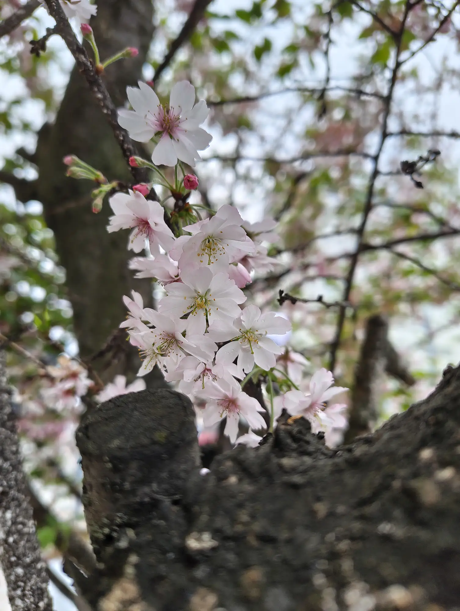 陽光桜