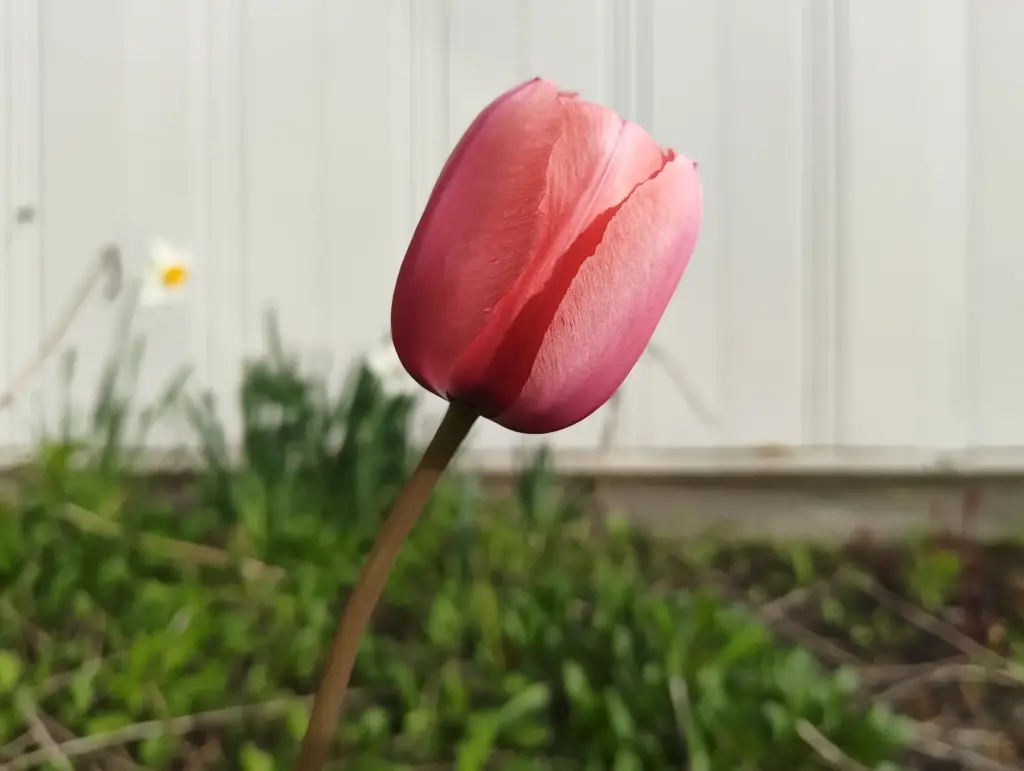 ピンクのチューリップ