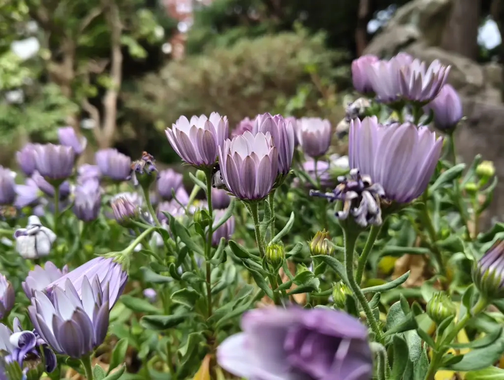 オステオスペルマム