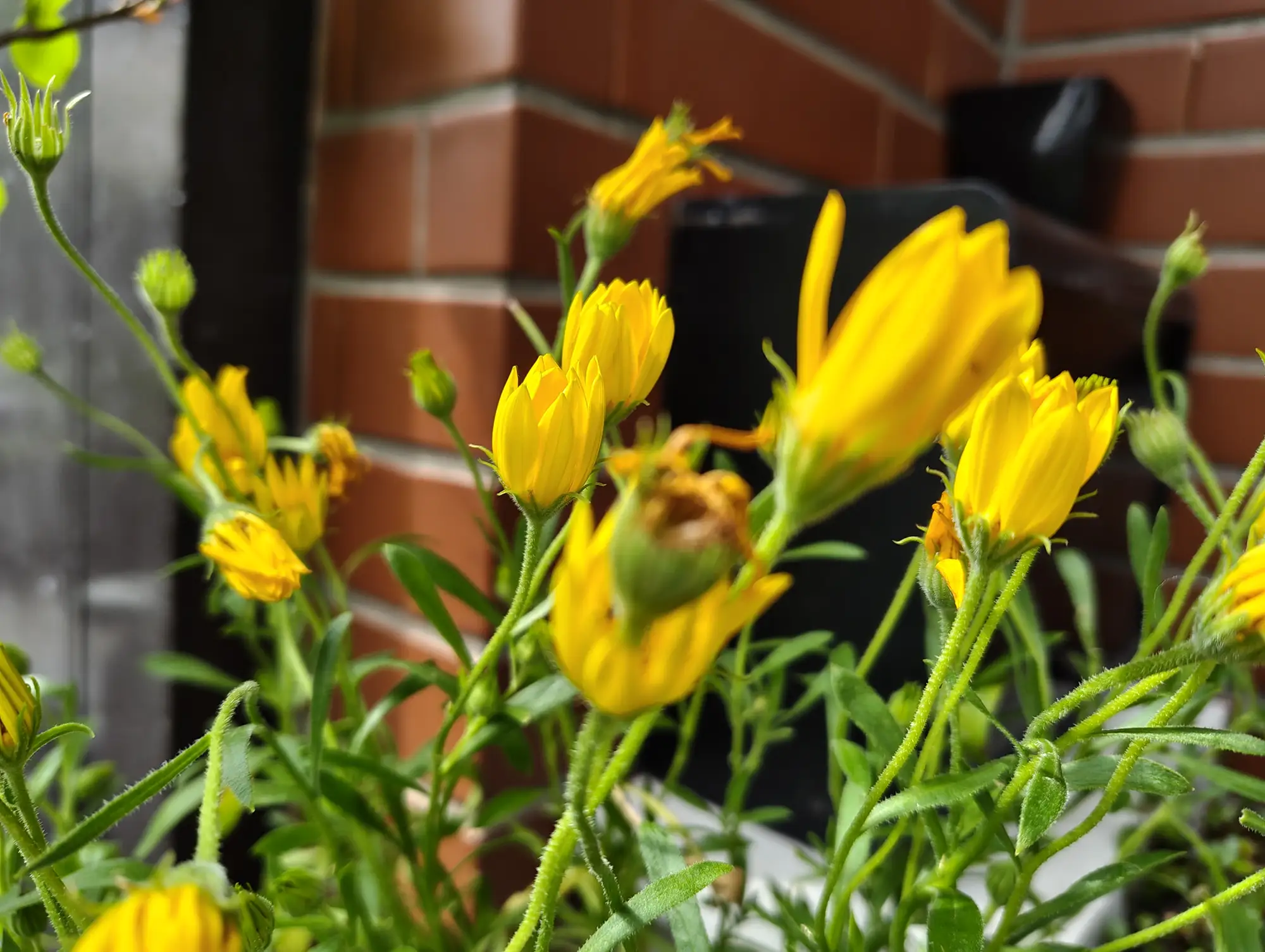 オステオスペルマム