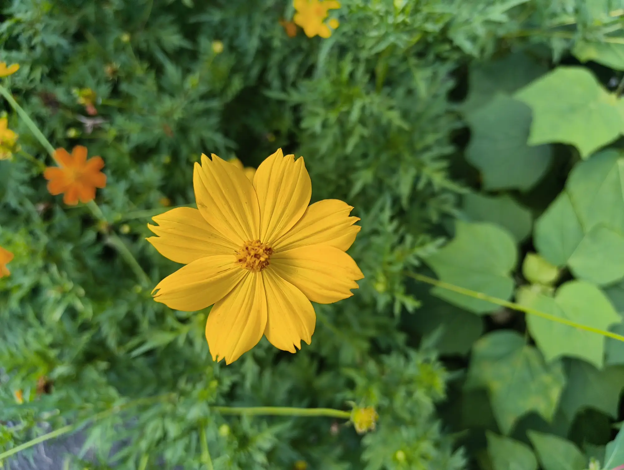 キバナコスモス