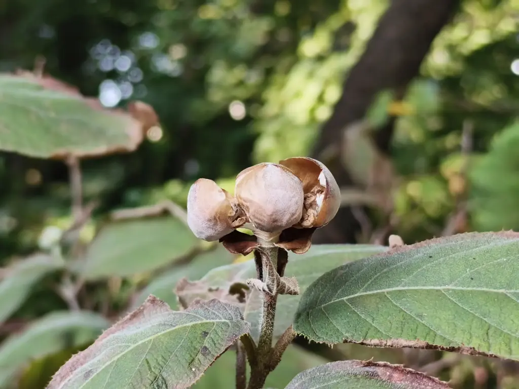 フランクツリー2