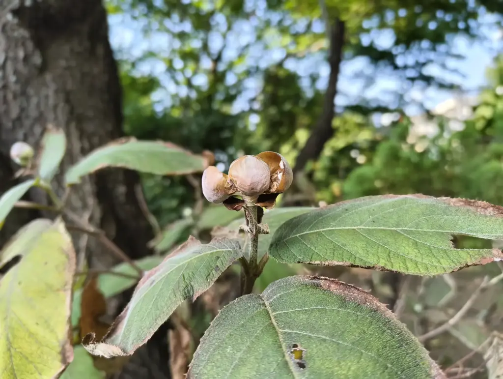 フランクツリー1