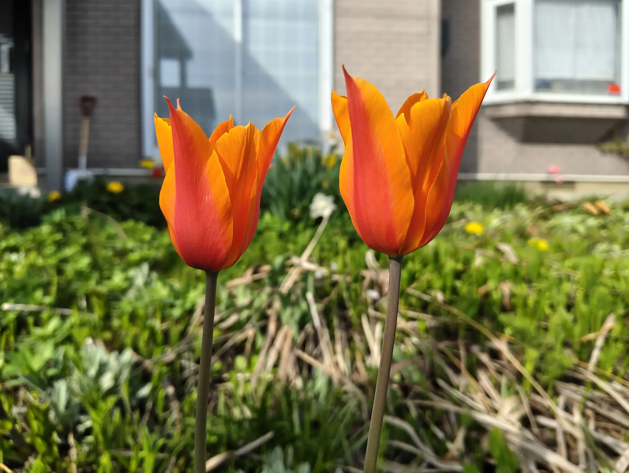 赤オレンジのチューリップ